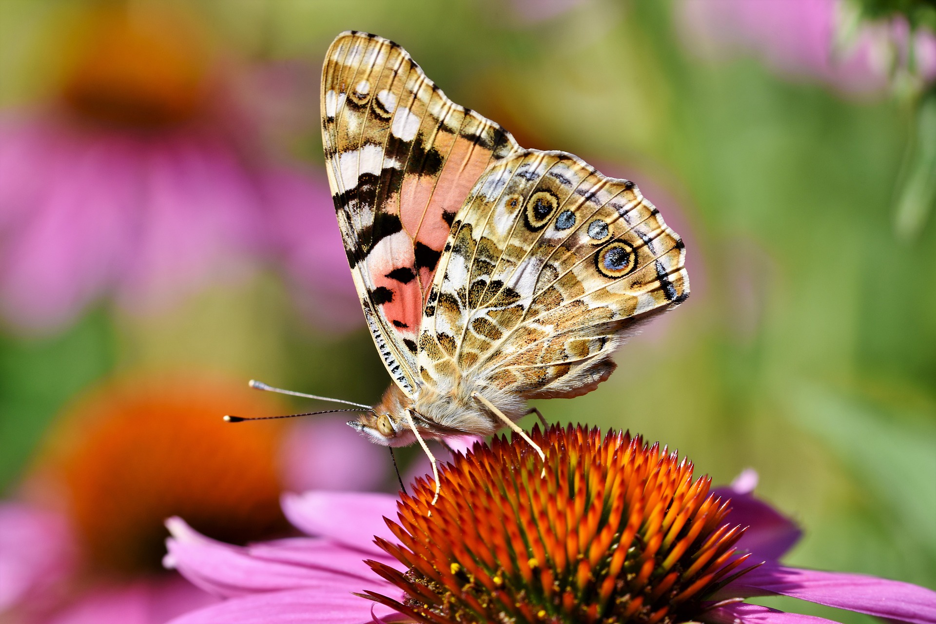 Painted-Lady-butterfly  Vanessa cardui