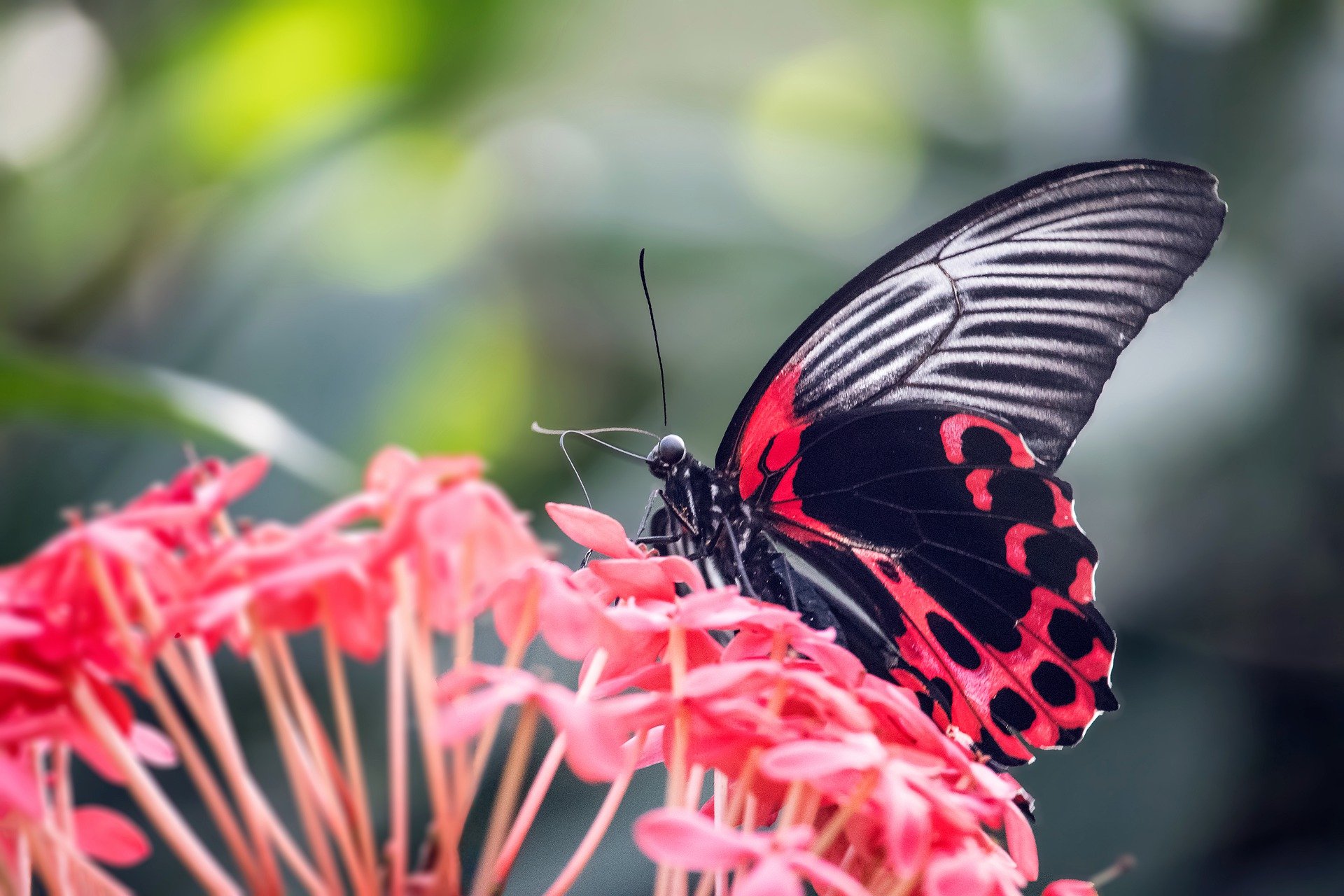 Scarlet-Mormon-butterfly  Papilio rumanzovia