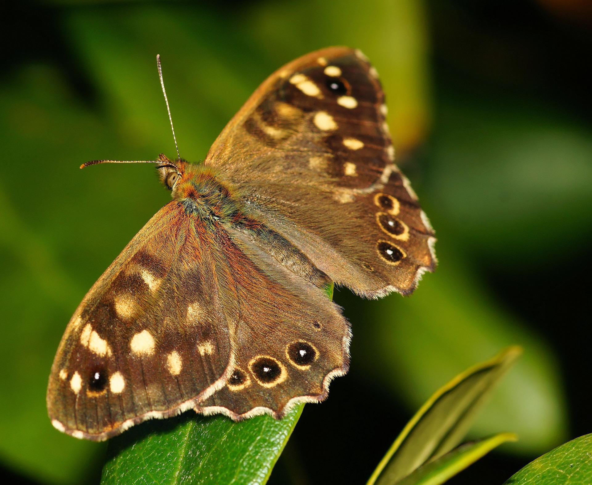 Speckled-wood butterfly  Pararge aegeria