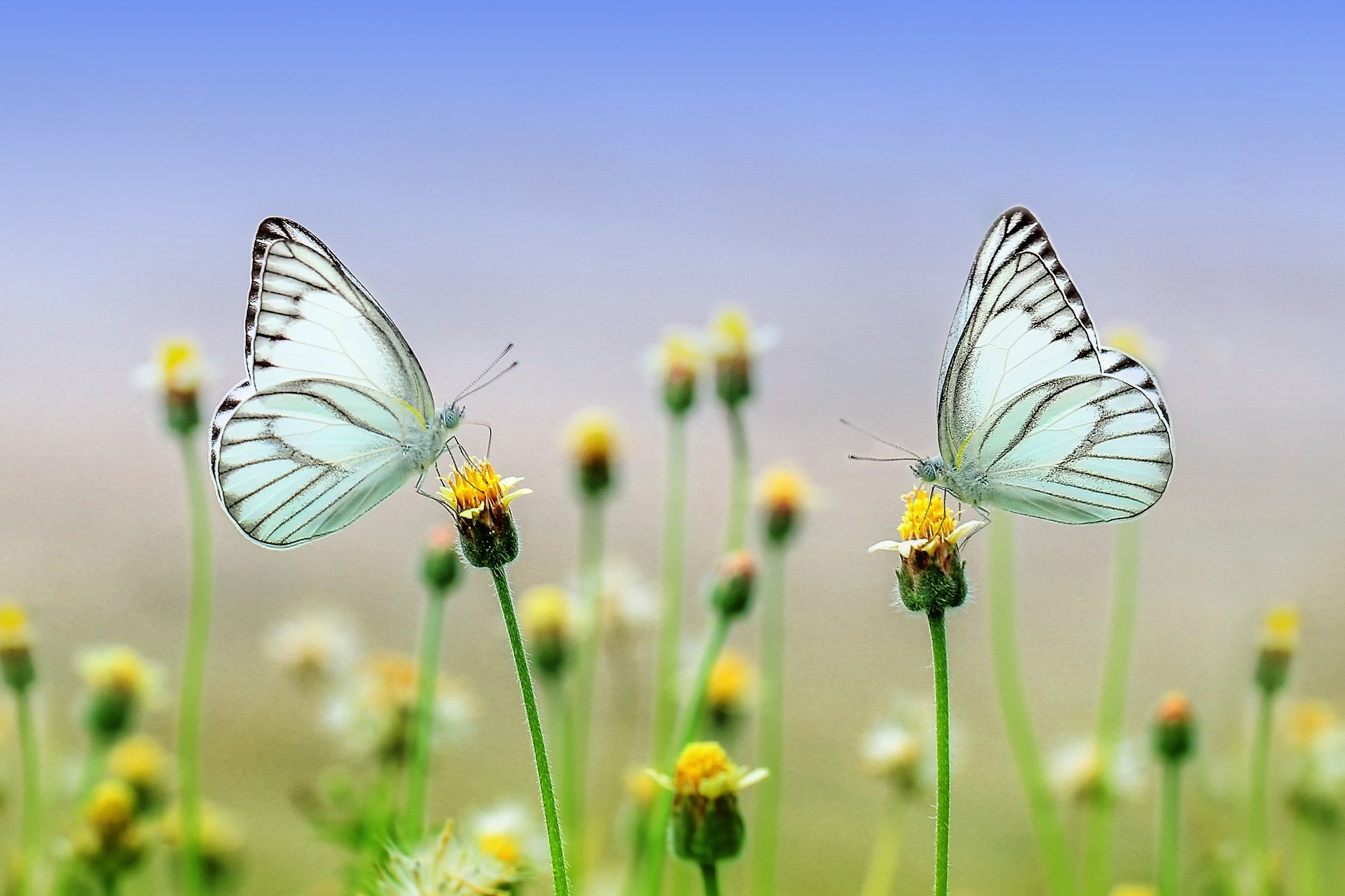 butterflies-white-wallpaper