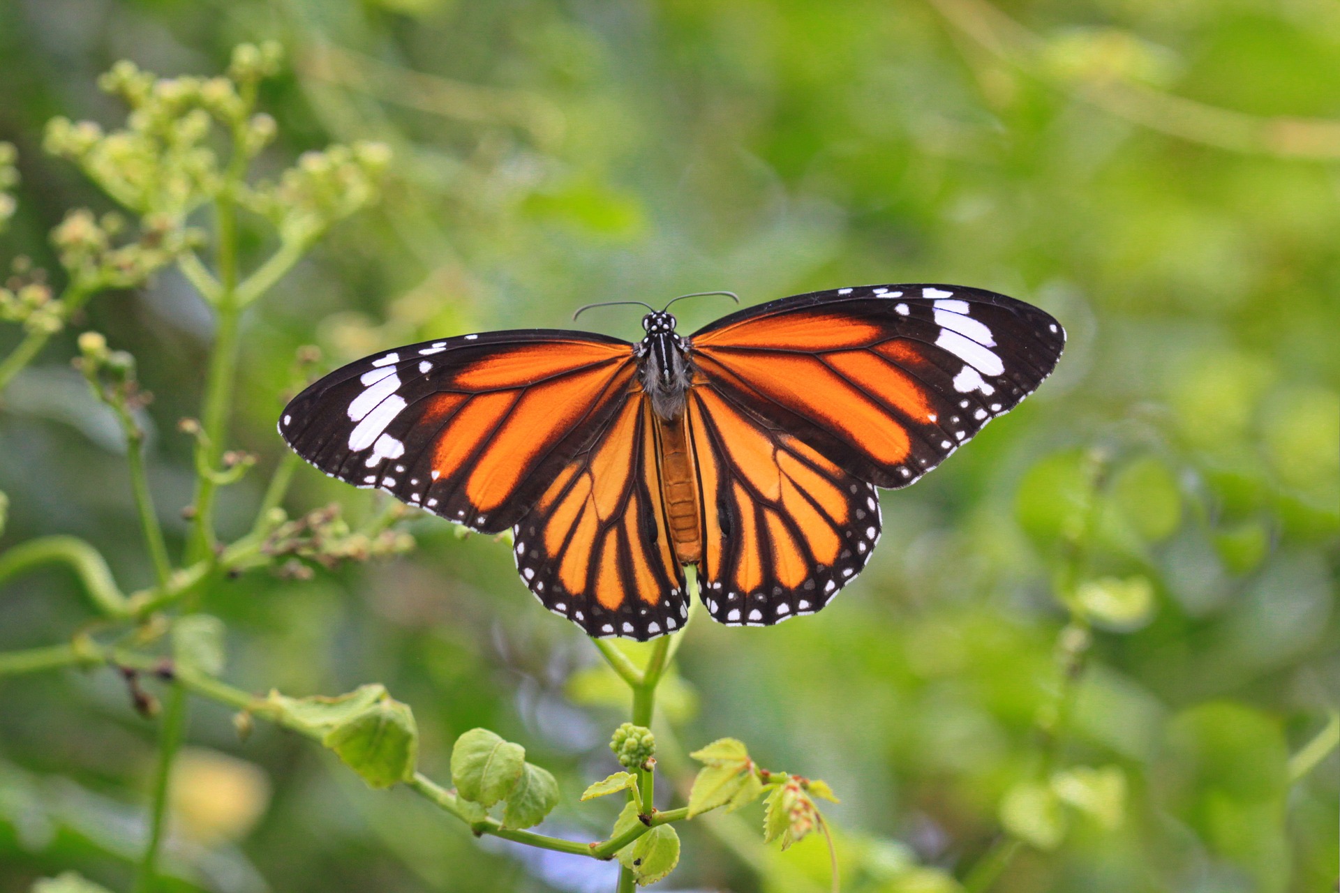 butterfly-Monarch