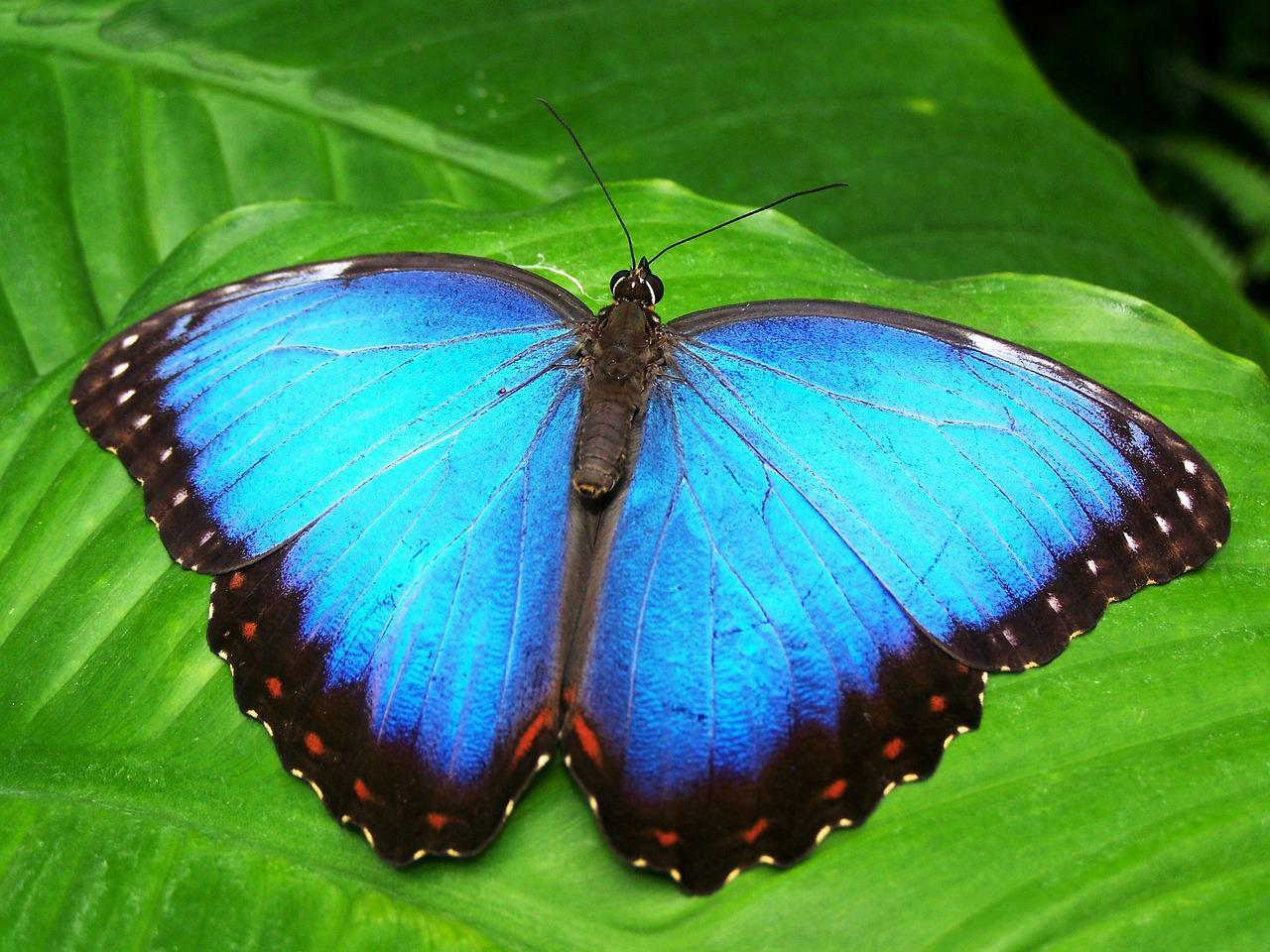 butterfly-blue