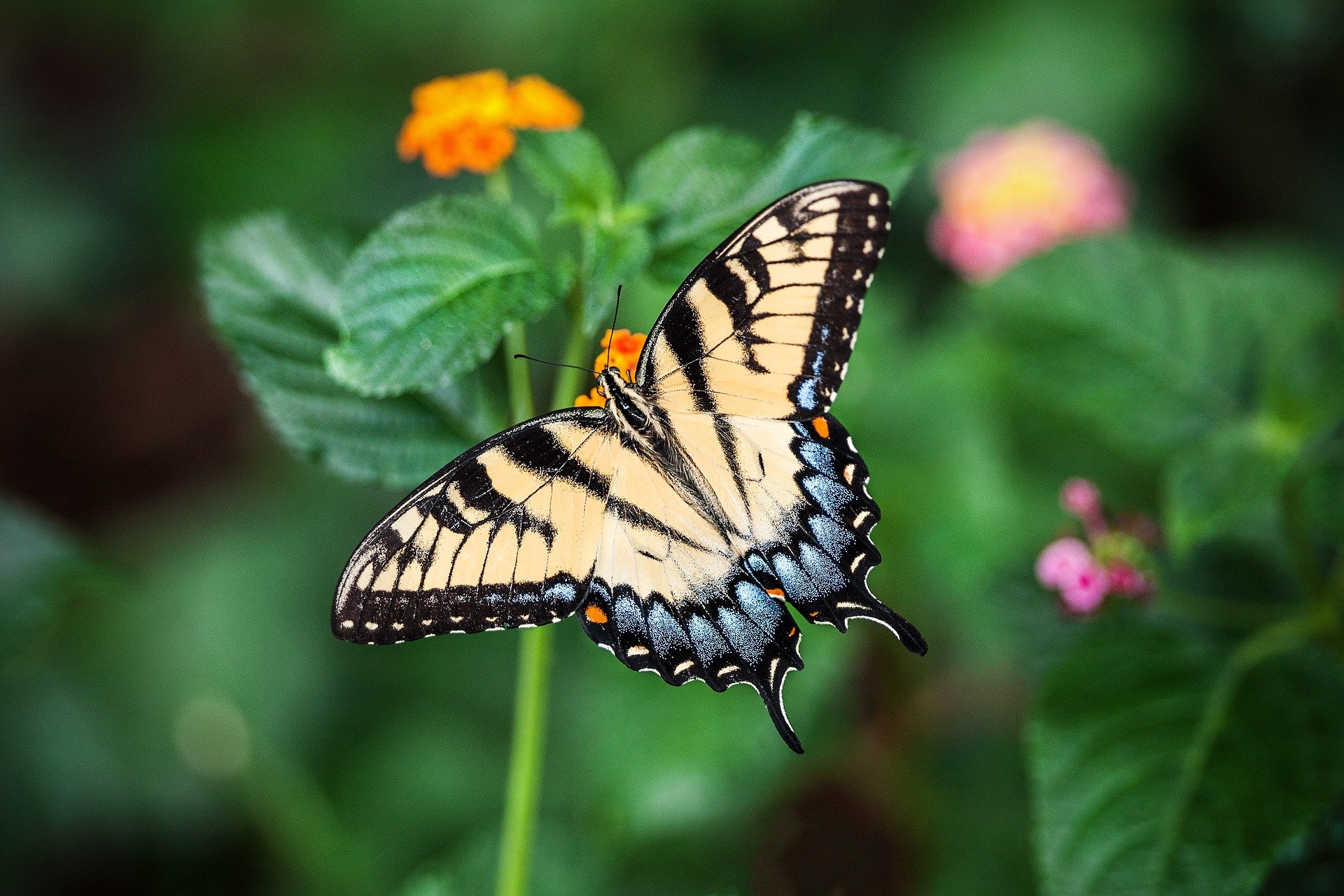 butterfly-swallowtail-yellow