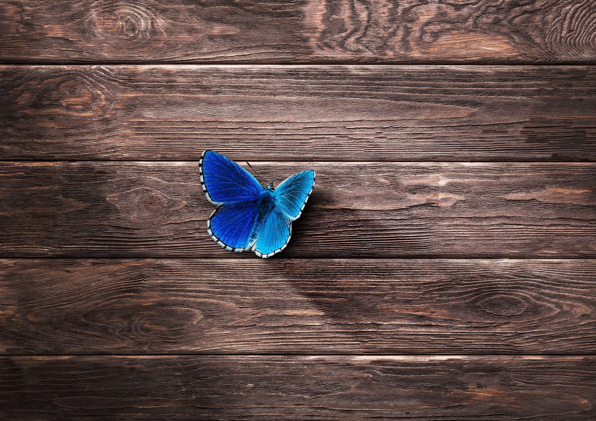 butterfly-wood-desktop