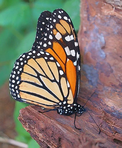 monarch on bark