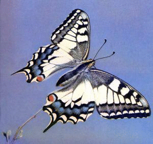 Common Swallowtail