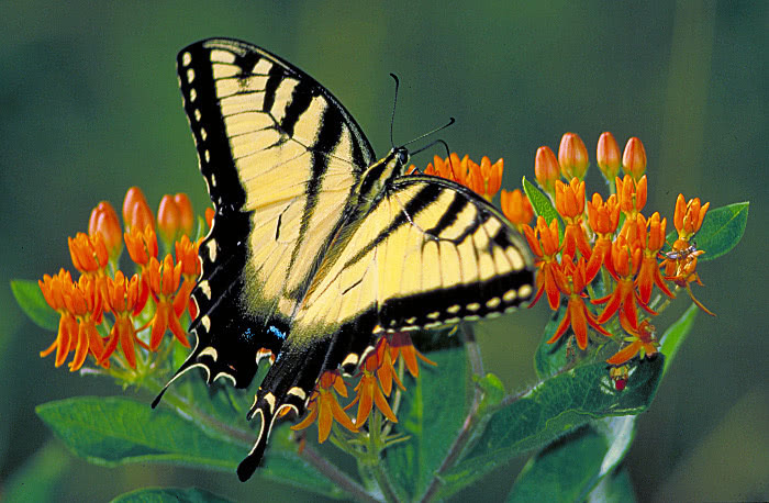 Tiger swallowtail on Butterfly weed