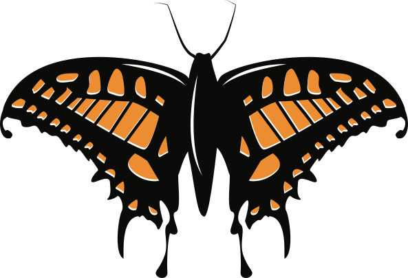 swallowtail-orange-black