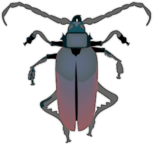 insect bold beetle
