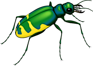 insect bold green yellow