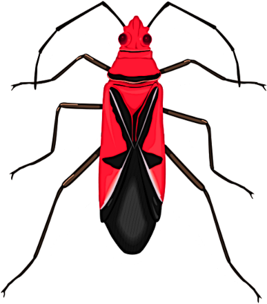 insect bold red