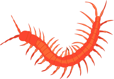 insect centipede