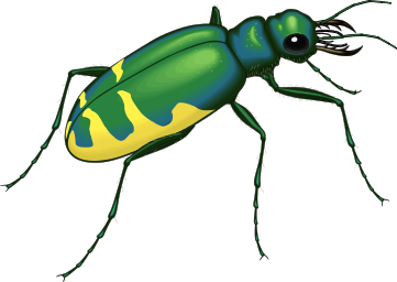insect green yellow