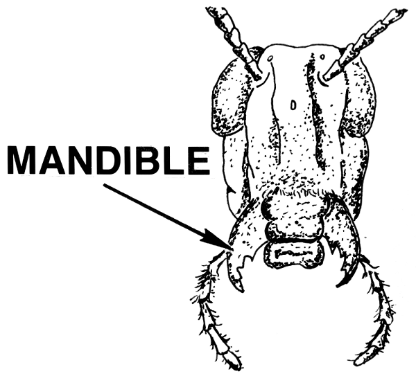 mandible