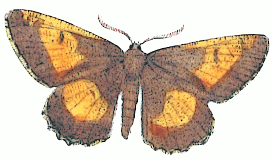 orange moth  Angorona prunaria