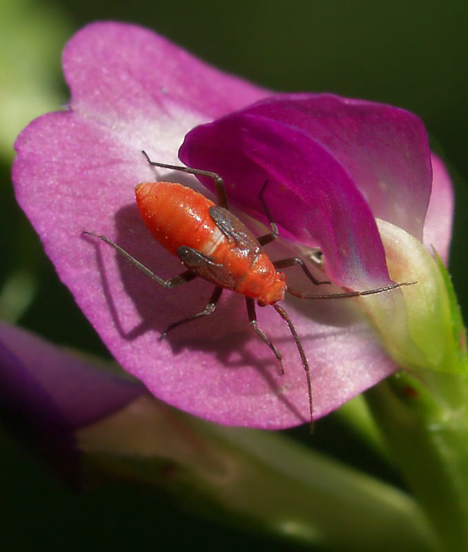 orange insect on Spring Vetch