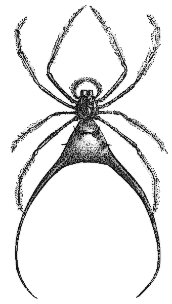 Acrosoma arcuatum  spider