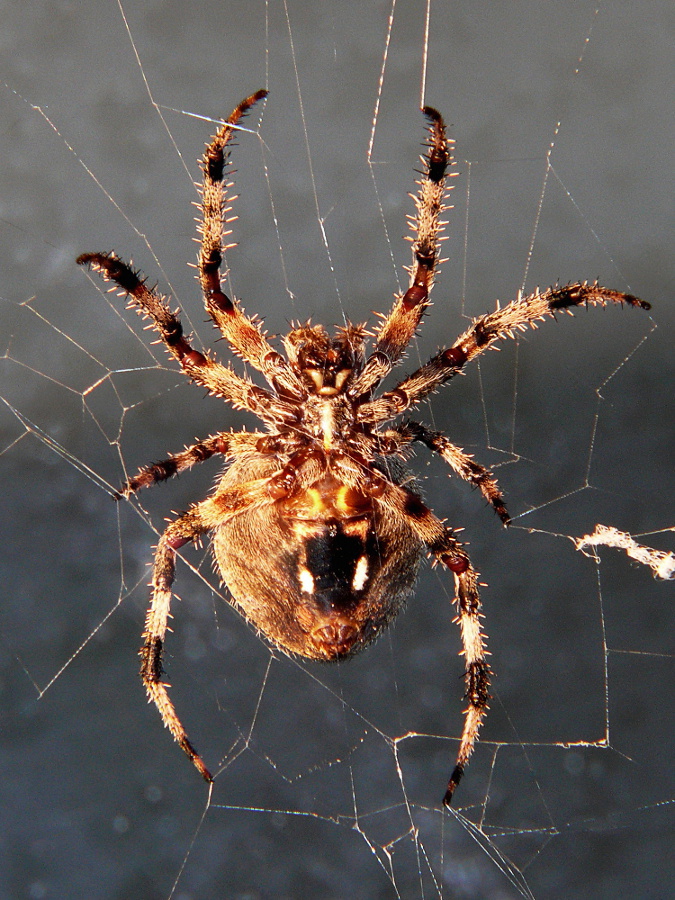 Orbweaver spider  Neoscona crucifera