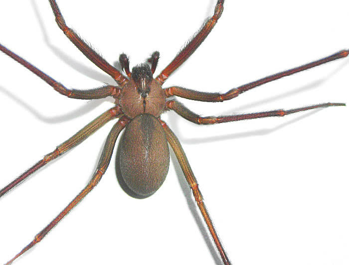 Brown Recluse photo