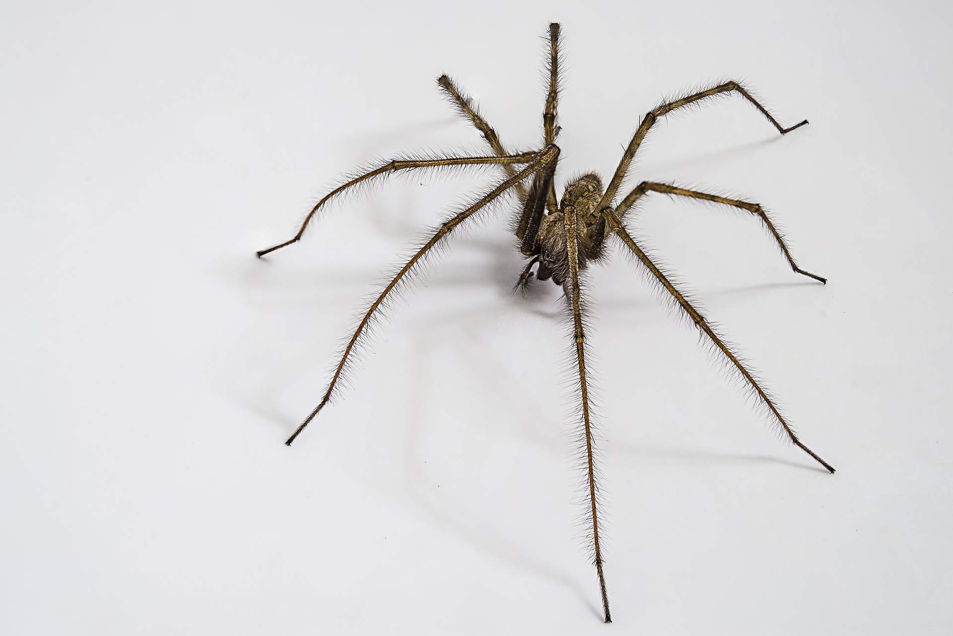 domestic-tegenary-spider