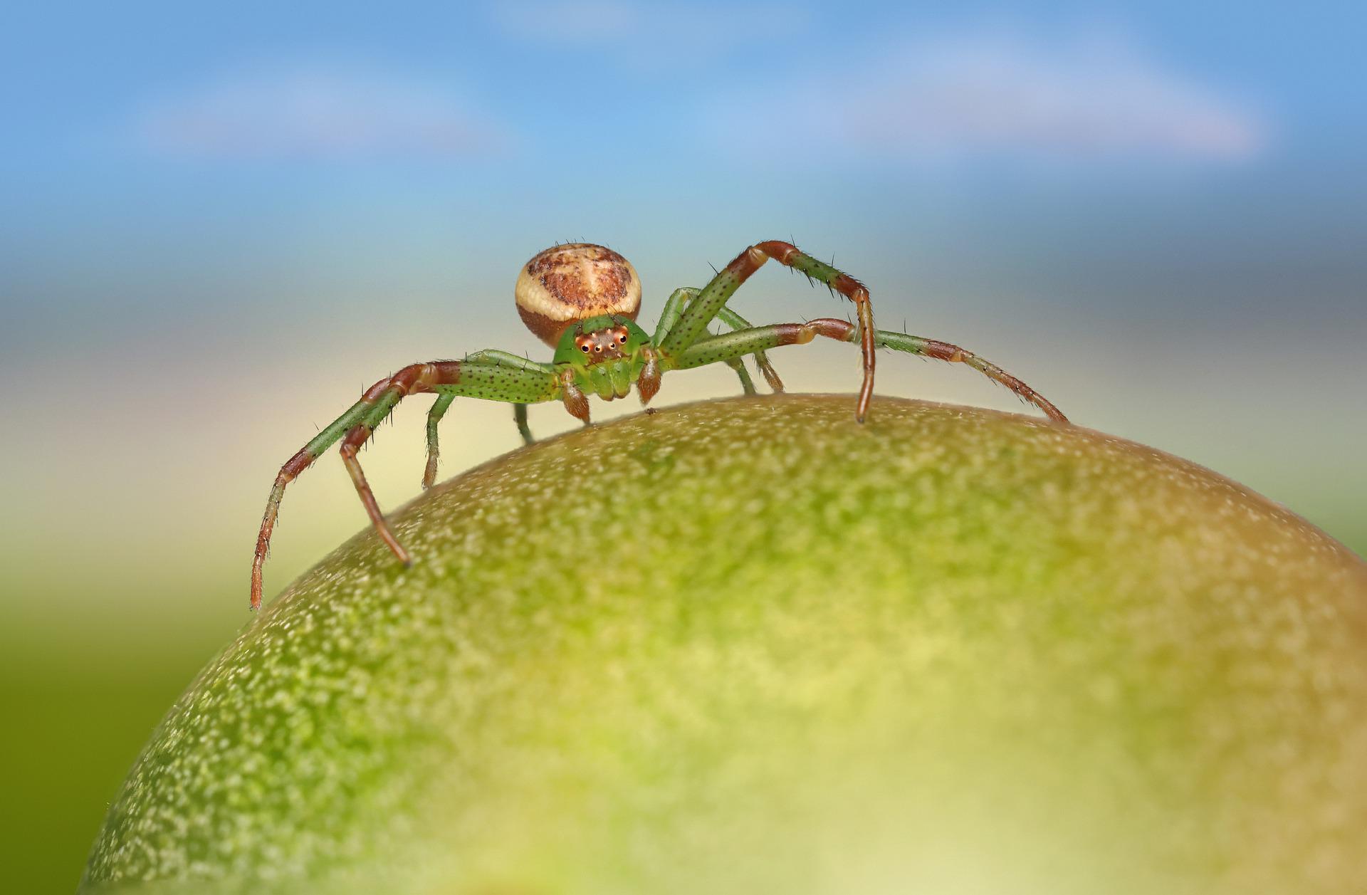 green-crab-spider