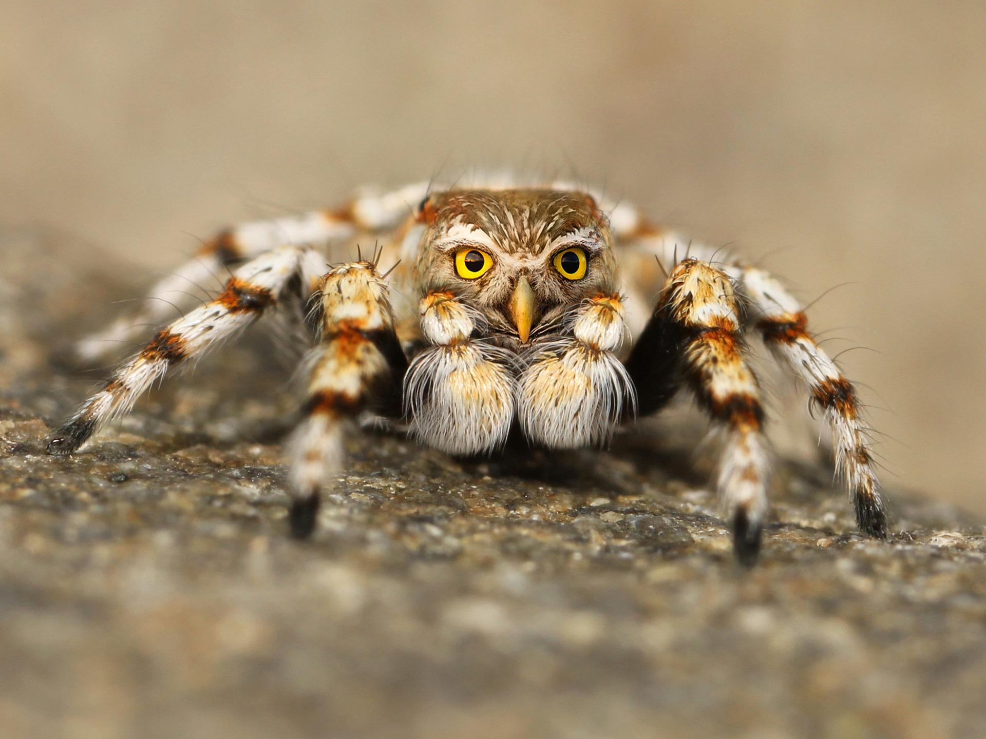 jumping-spider-owl-face-fake