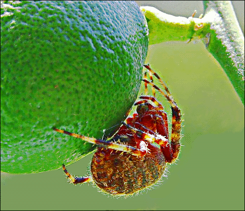 lime spider