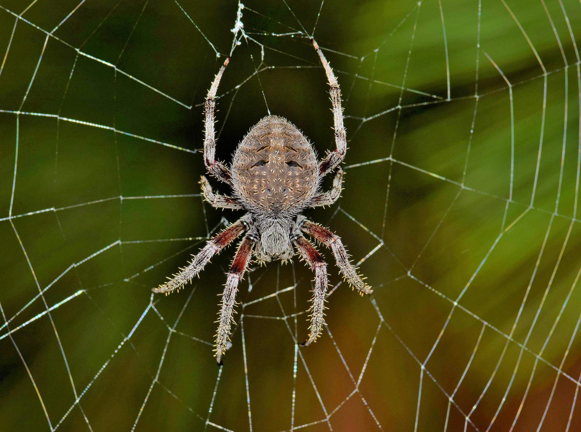 otb-weaver-spider