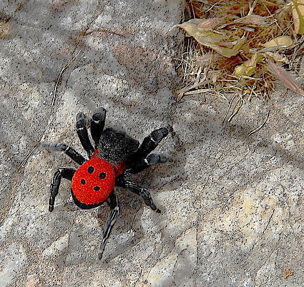 red-ladybird-spider