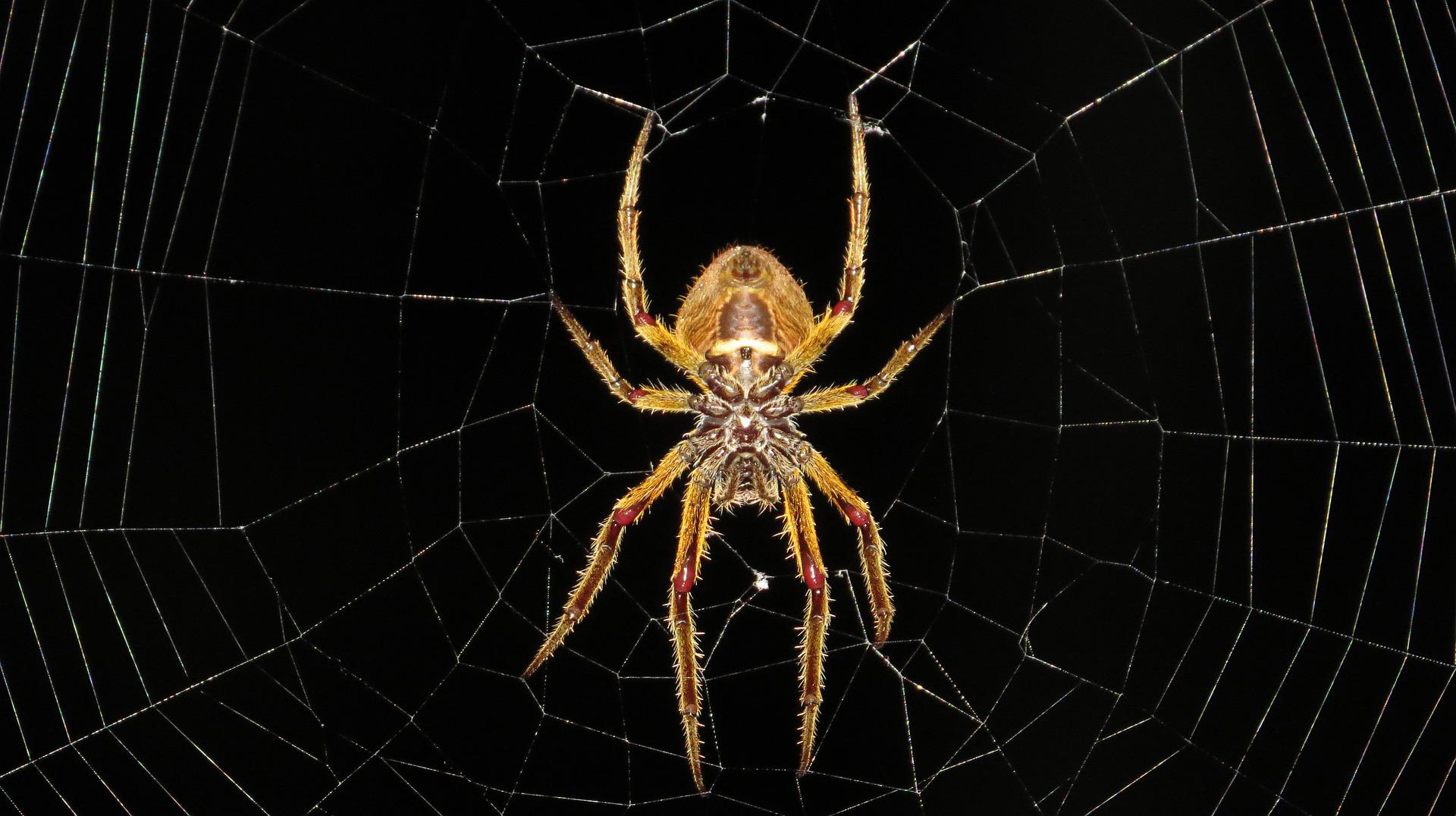 spider-in-web-wallpaper