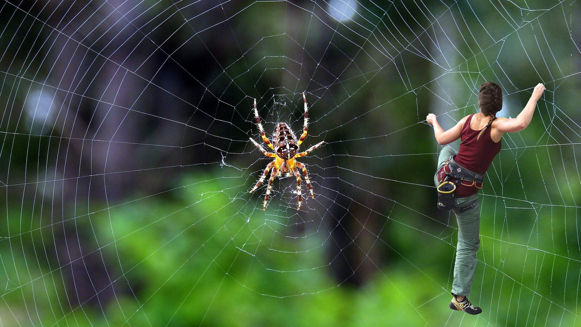 spider-web-climbing-wallpaper
