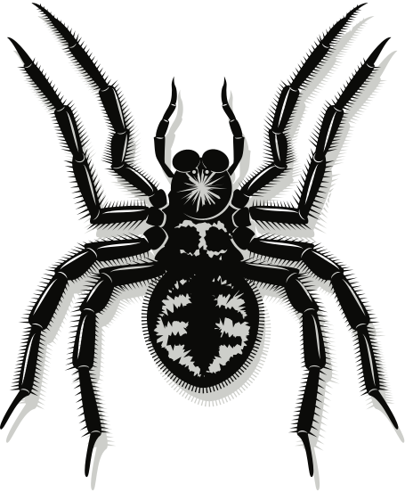 spider 6