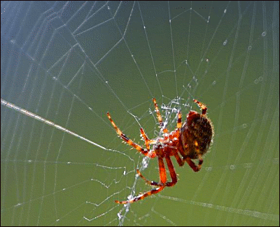 spider in web 2