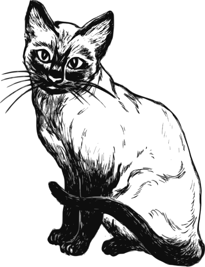 Siamese cat 2
