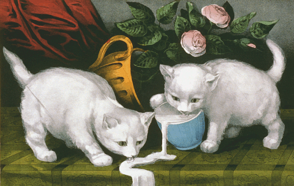 kittens finding milk