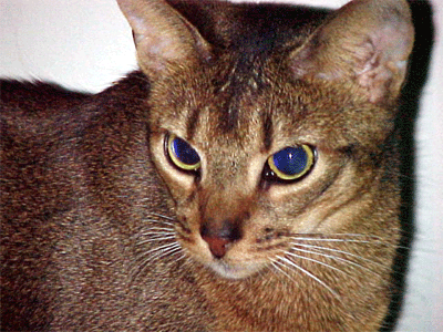 cat Abyssinian 2
