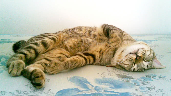 cat American Bobtail sleeping
