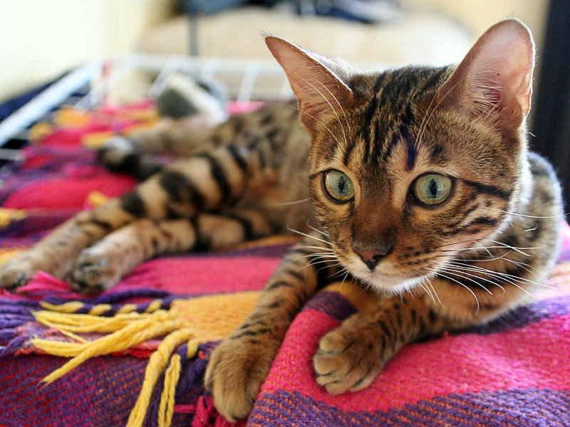 cat Bengal closeup