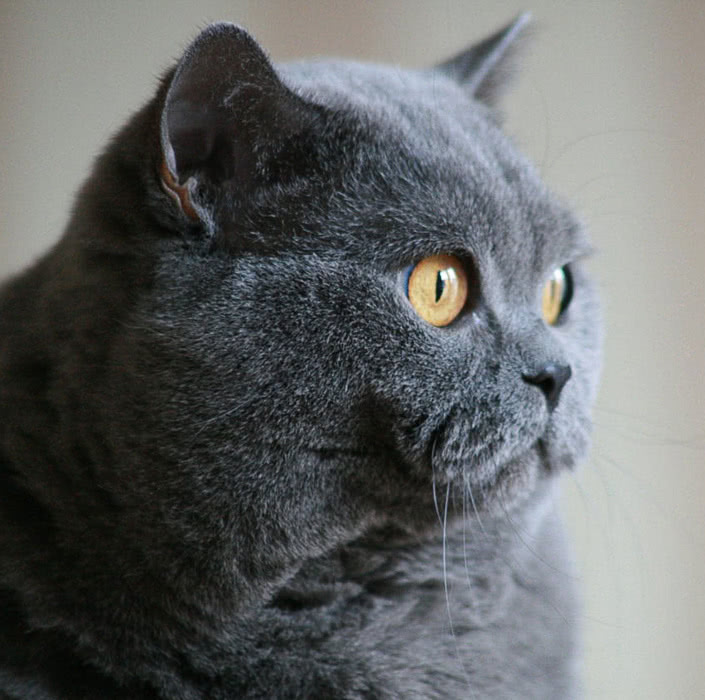 cat British Shorthair closeup