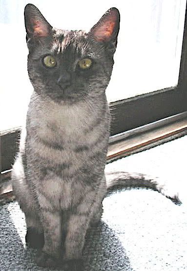 cat Egyptian Mau