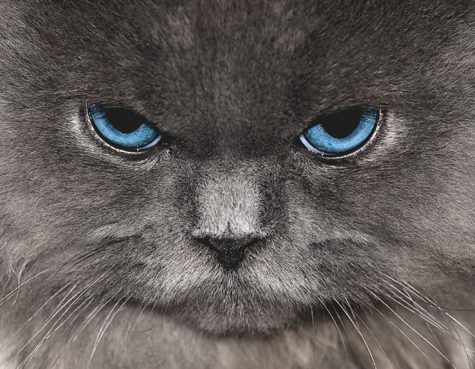 cat Himalayan blue eyes