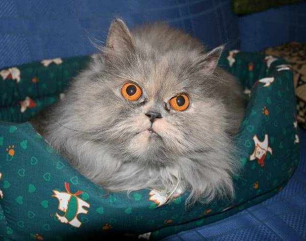 cat Persian