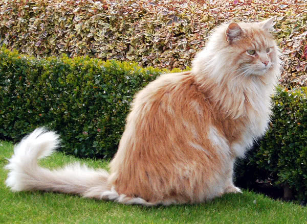 cat Persian orange
