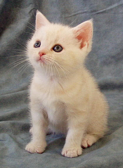 cat  American shorthair kitten