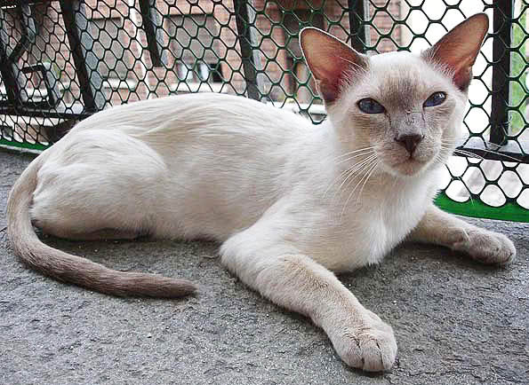 cat  Lilac Point Siamese