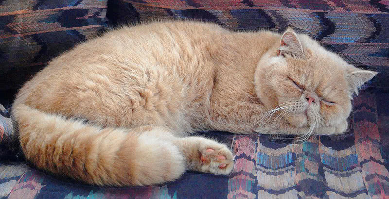 cat  Persian sleeping