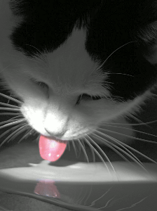cat licking milk