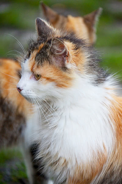 cat longhair calico