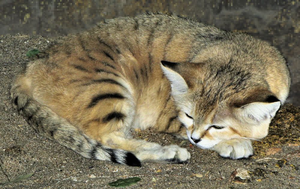 Sand cat at zoo