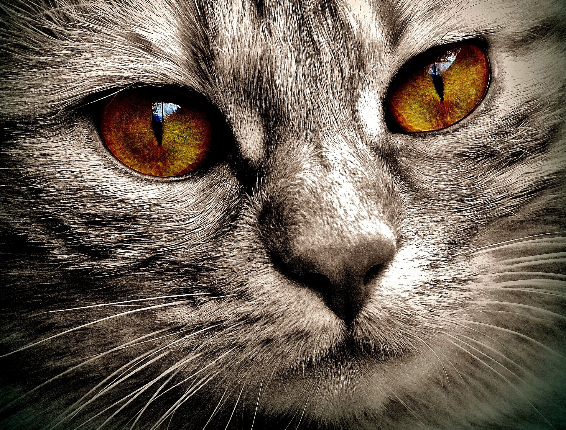 cat-face-amber-eyes
